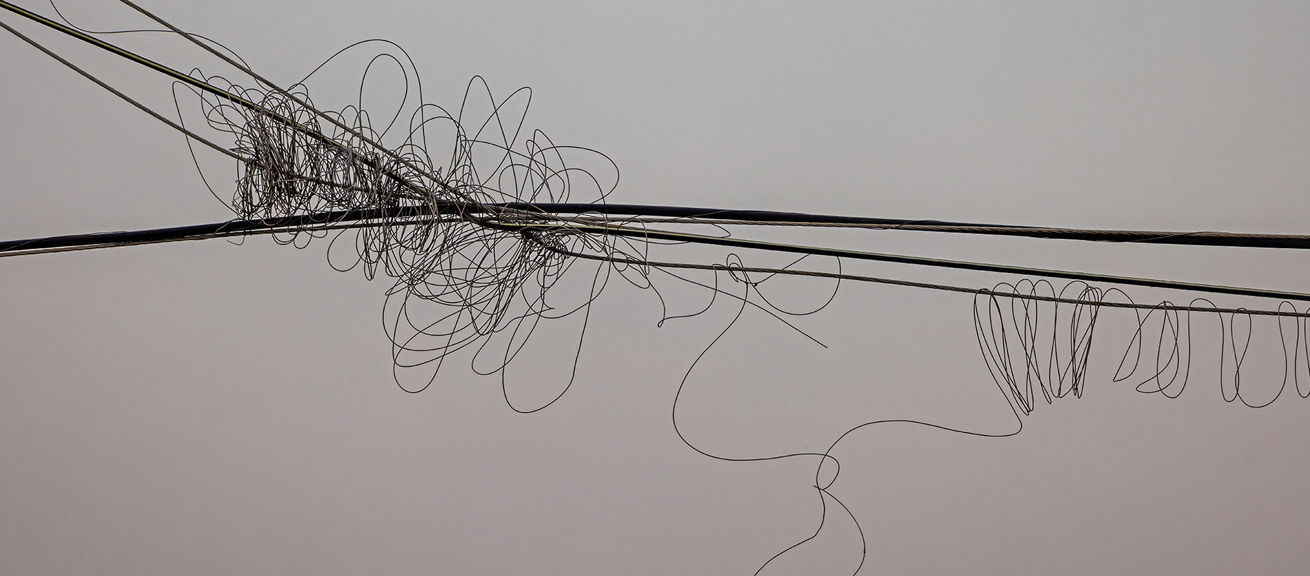Fine Art Israeli Wildlife Photography, Artistic Abstract Bird in Flight - Chaim Eran Gottesman GEP