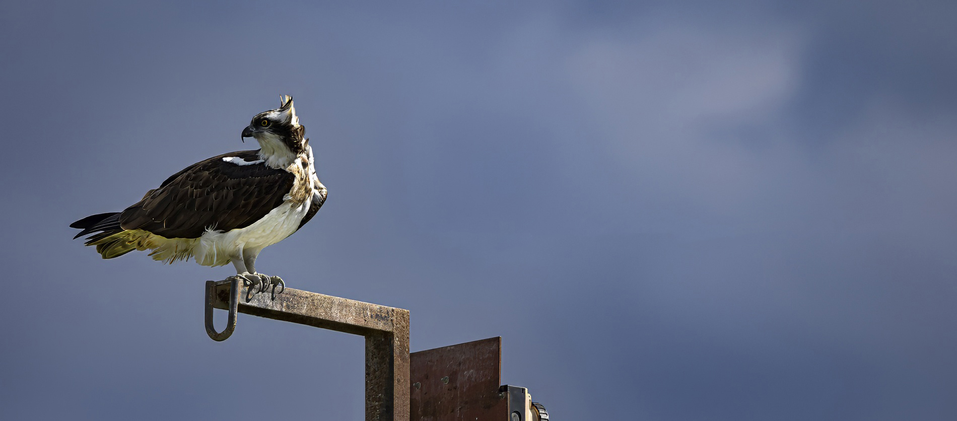 Osprey Pandion haliaetus in flight, Israeli wildlife and bird photography - Chaim Eran Gottesman GEP