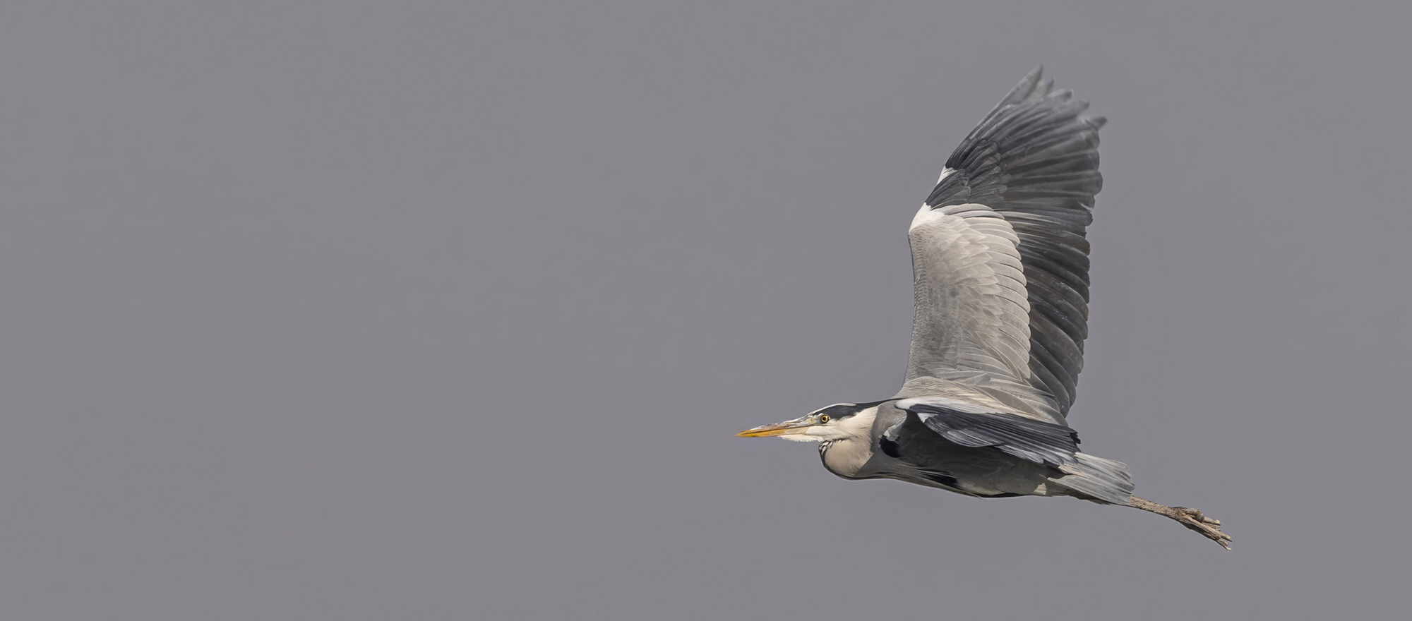 Grey Heron Ardea cinerea in Valley of Springs, Israeli nature and bird photography - Chaim Eran Gottesman GEP